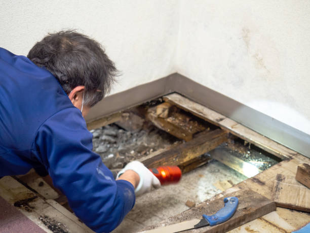 Best Office Mold Removal Services  in Gibsonton, FL