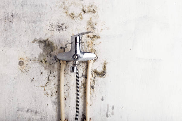 Best Home Mold Removal  in Gibsonton, FL
