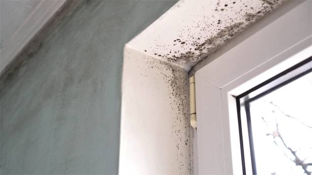 Best Mold Testing  in Gibsonton, FL