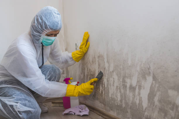 Attic Mold Removal in Gibsonton, FL