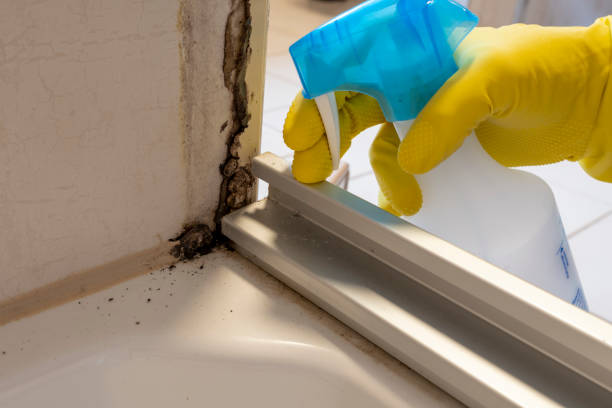 Office Mold Removal Services in Gibsonton, FL