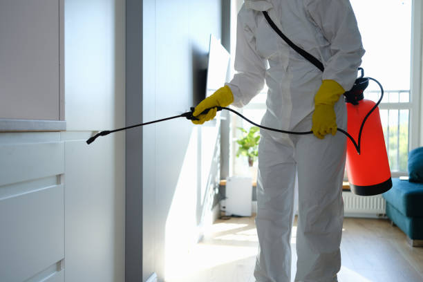 Best Attic Mold Removal  in Gibsonton, FL