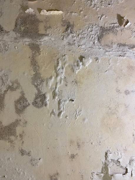 Best Mold Damage Repair  in Gibsonton, FL