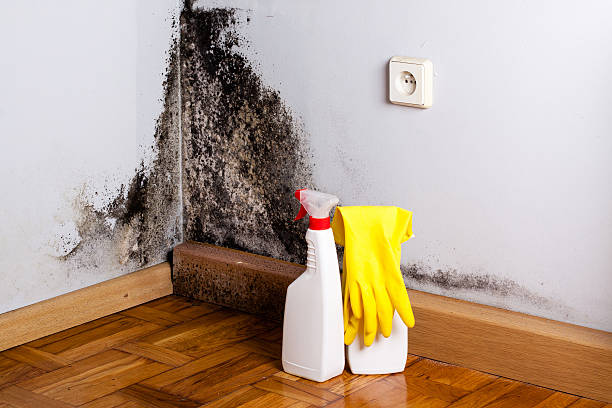 Best Mold Removal Process  in Gibsonton, FL