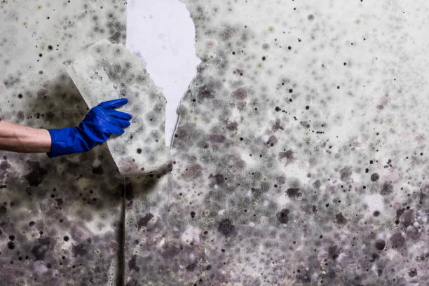 Best Same-Day Mold Removal  in Gibsonton, FL