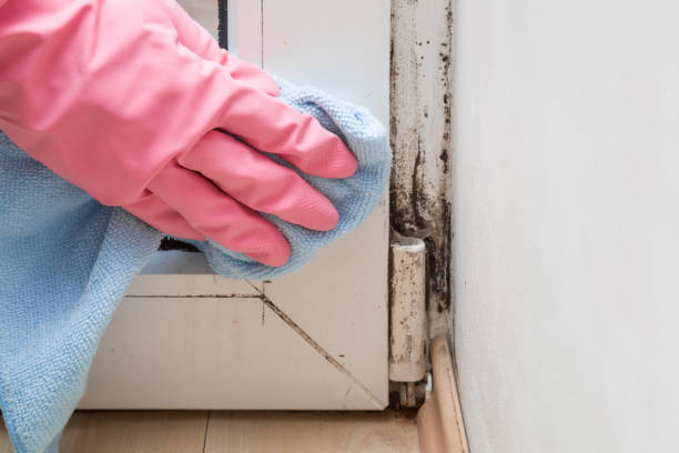 Best Toxic Mold Removal  in Gibsonton, FL